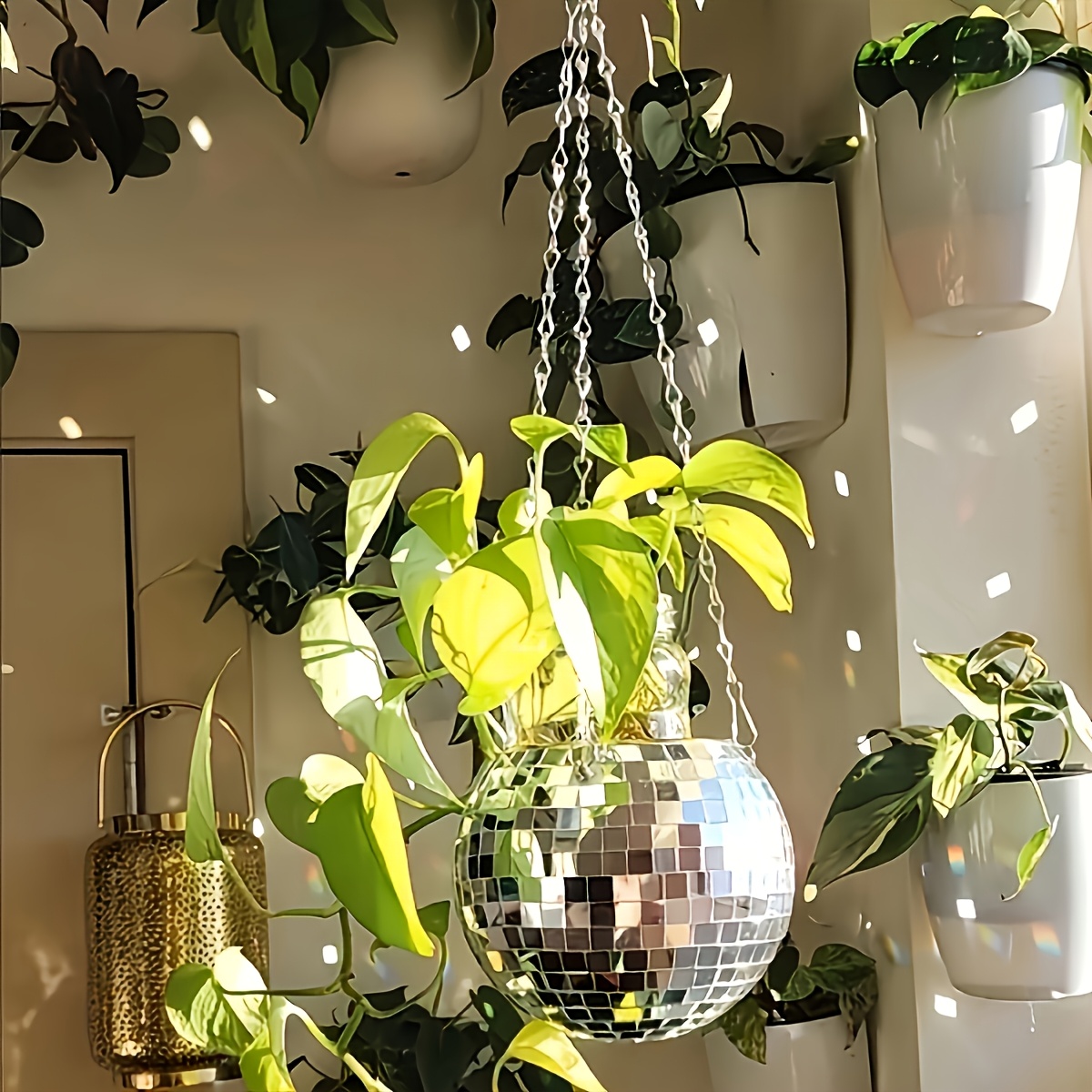 Disco Mirror Ball Hanging Flow - Echeveria Succulent review and price